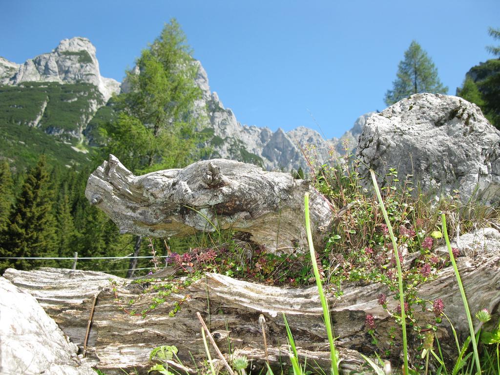 Hausmenneweger Lägenhet Annaberg im Lammertal Rum bild